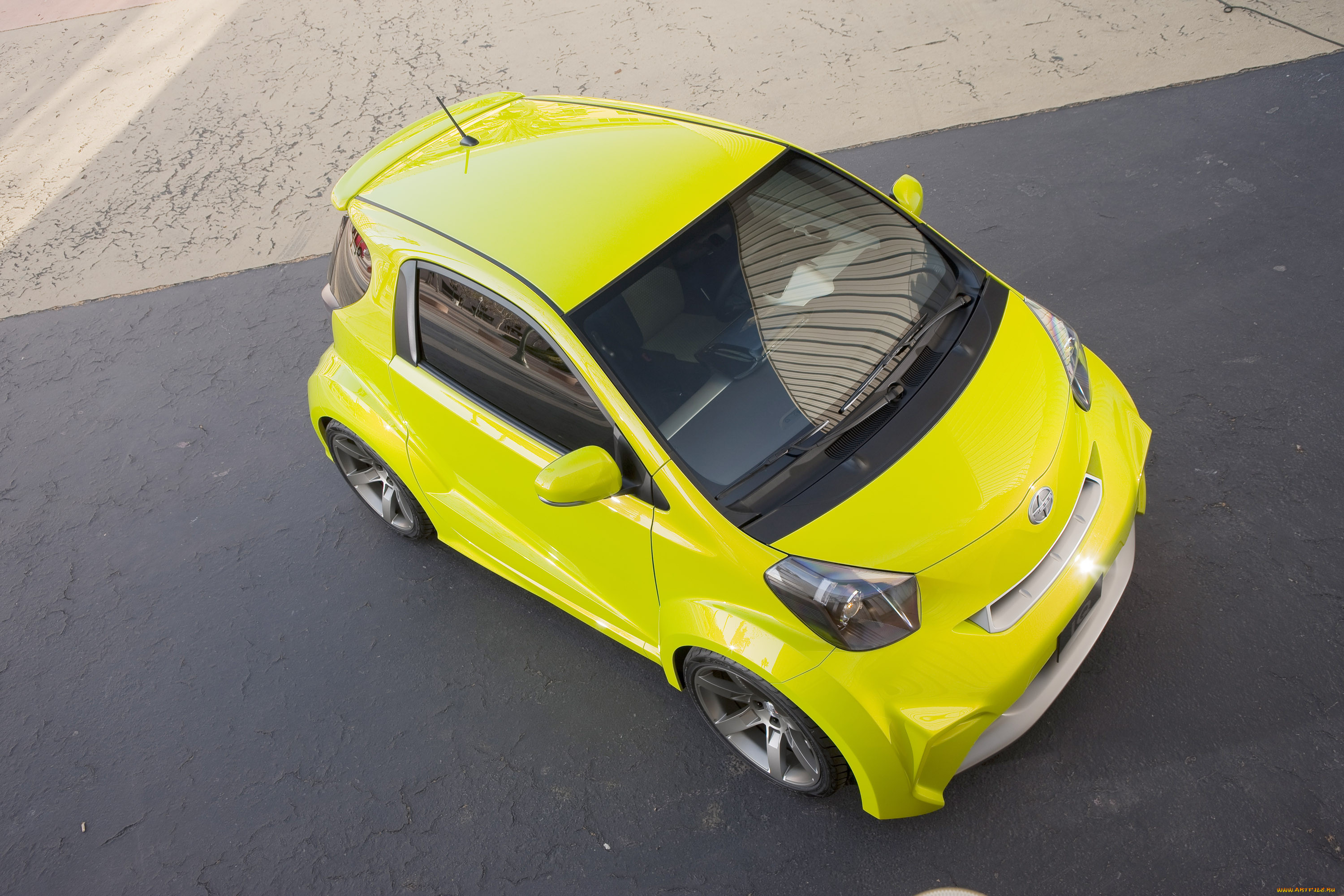 , scion